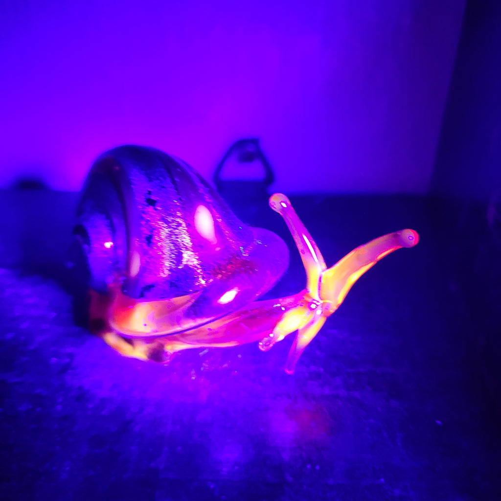 Snail 🐌...glows orange under UV
