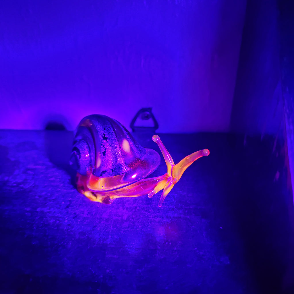 Snail 🐌...glows orange under UV